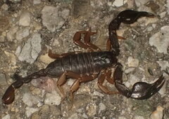 Euscorpius flavicaudis