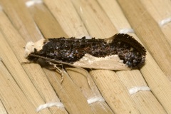 Monopis monachella