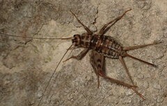 Gryllomorpha dalmatina
