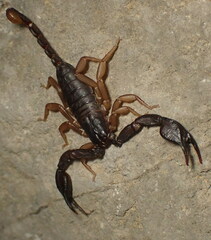 Euscorpius flavicaudis