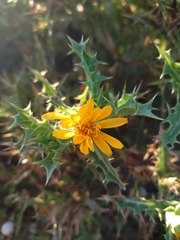 Scolymus hispanicus