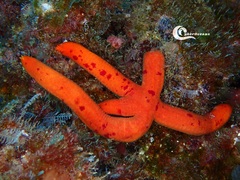 Ophidiaster ophidianus