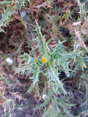 Scolymus hispanicus