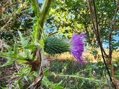 Cirsium