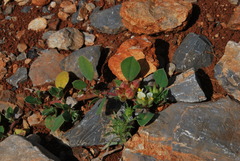 Tripodion tetraphyllum