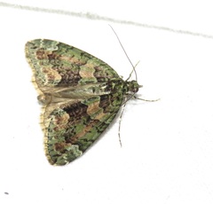 Chloroclysta siterata