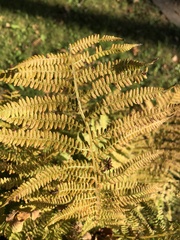 Athyriaceae