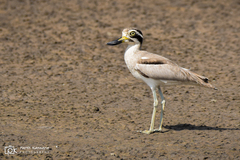 Esacus recurvirostris