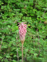 Veltheimia bracteata