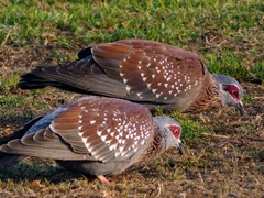 Columba guinea