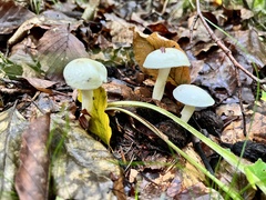 Hygrophorus eburneus