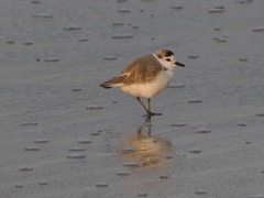 Charadrius marginatus