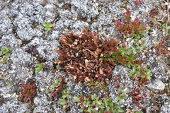 Calyptospora columnaris
