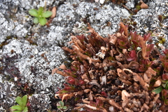 Calyptospora columnaris