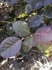 Cotinus