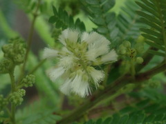Acaciella