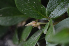 Salix nivalis