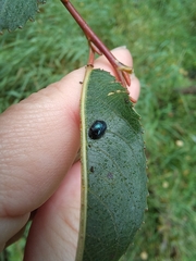 Chrysomelidae