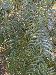 Schinus molle