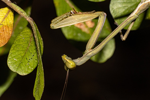 Tisma pauliani