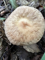 Collybiopsis peronata