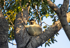 Propithecus verreauxi