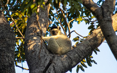 Propithecus verreauxi