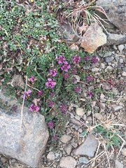 Thymus praecox britannicus