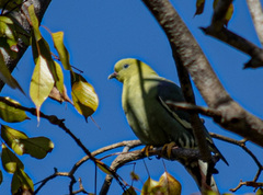 Treron australis