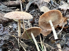 Collybiopsis peronata