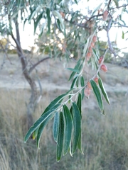 Elaeagnus angustifolia