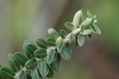 Salix variegata