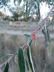Elaeagnus angustifolia
