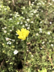 Pyrrhopappus carolinianus
