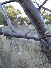 Elaeagnus angustifolia