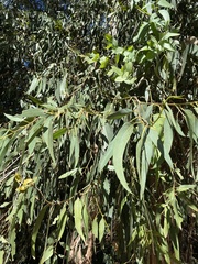 Eucalyptus globulus