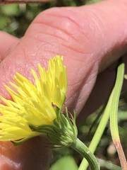 Pyrrhopappus carolinianus