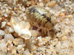 Alloniscus perconvexus