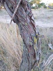 Elaeagnus angustifolia