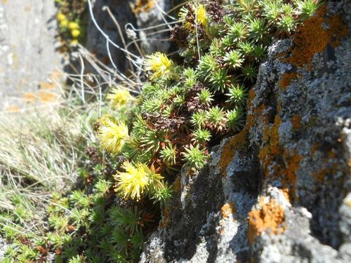 Image of Saxifraga juniperifolia by (c) Andre Hosper, some rights reserved (CC BY)