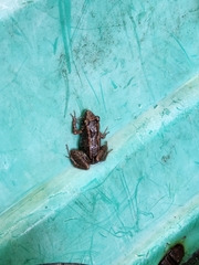 Eleutherodactylus planirostris