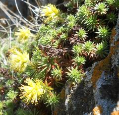 Xanthoria calcicola