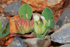 Tripodion tetraphyllum