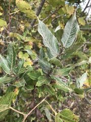 Salix cordata