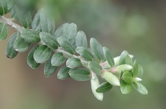 Salix variegata