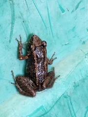 Eleutherodactylus planirostris