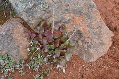 Oxyria digyna