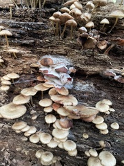 Fungi