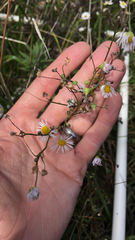 Erigeron