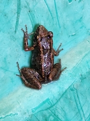 Eleutherodactylus planirostris
